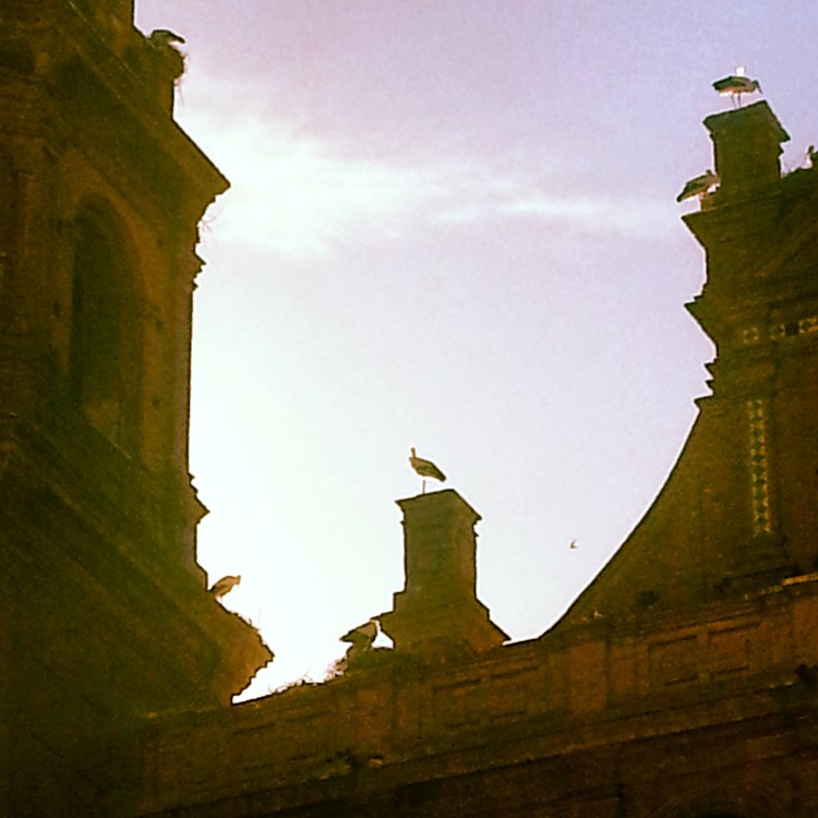 Storks guarding their young