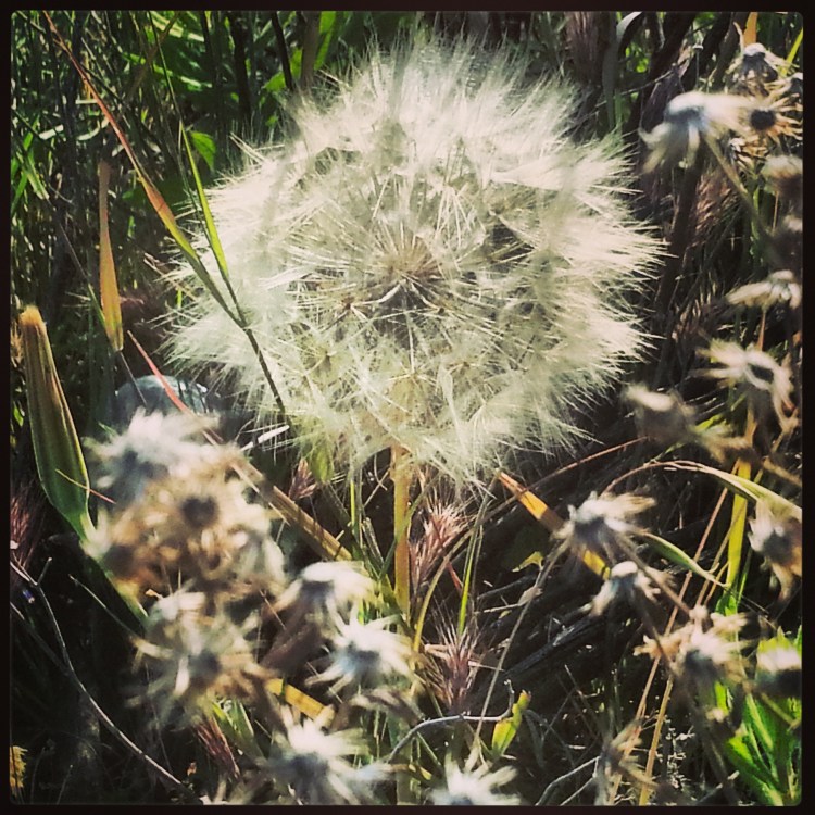One small dandelion