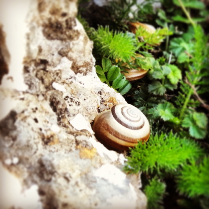 A snail on the trail