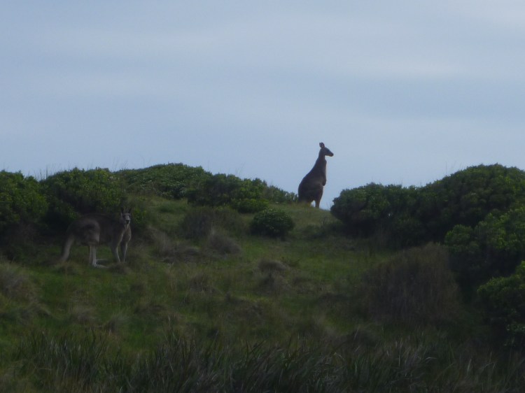Kangaroos on the lookout