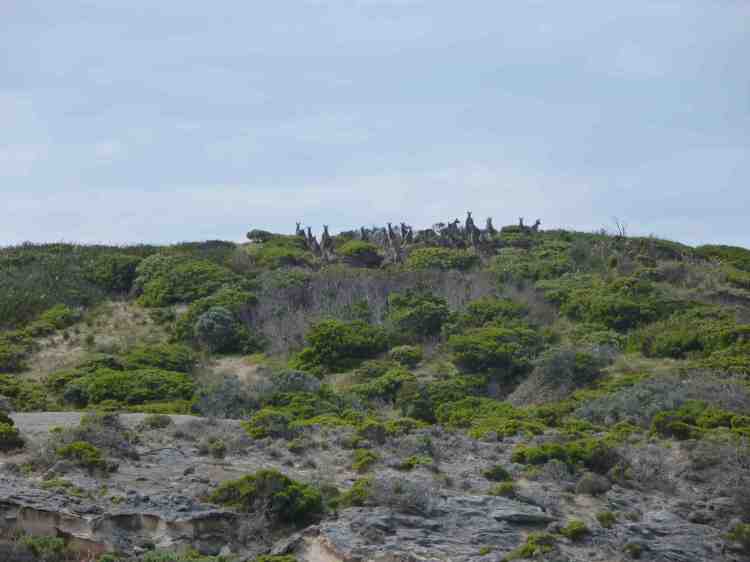 A mob of kangaroo on the ridge