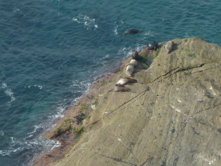Seals basking in the sun