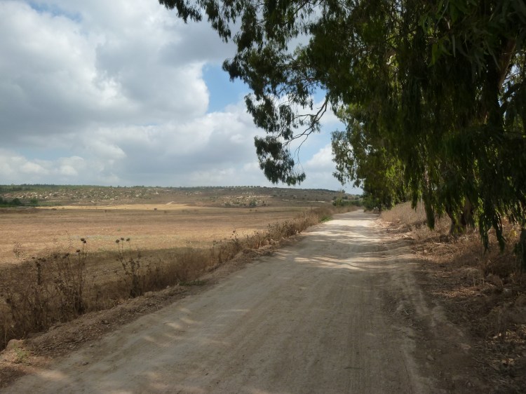 Farmlands and Eucalypts